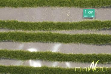 Grasstreifen kurz Frühherbst