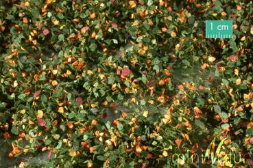 Unkrautbüschel Frühherbst Minipack