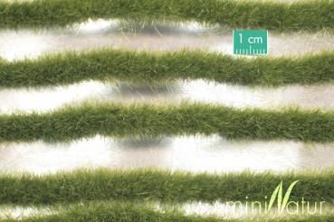 Grasstreifen lang Frühherbst Minipack