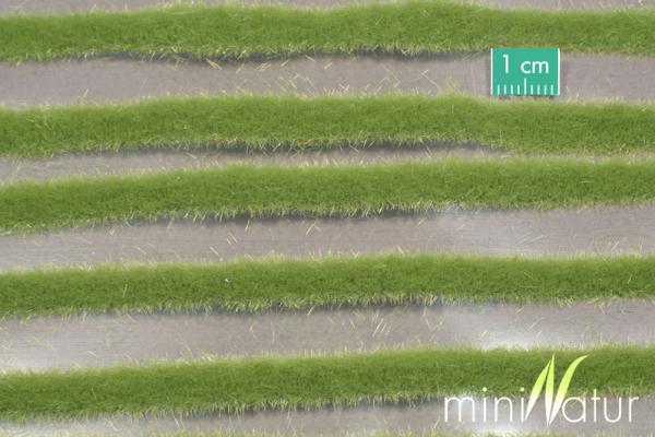 Grasstreifen kurz Frühling