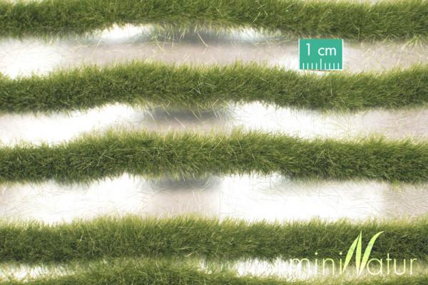 Grasstreifen lang Frühherbst Minipack