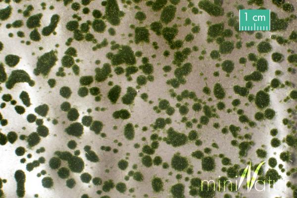 Moospolster Sommer Minipack