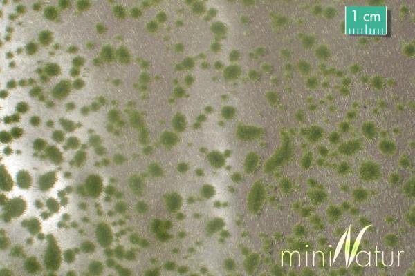 Moospolster Frühherbst