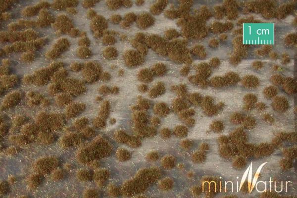 Moospolster Spätherbst Minipack