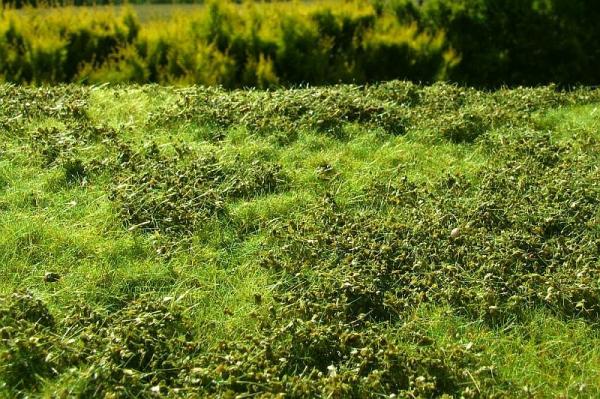 Gebüsch niedrig Frühling