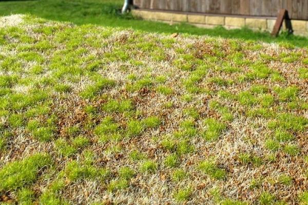 Steppengras Frühling