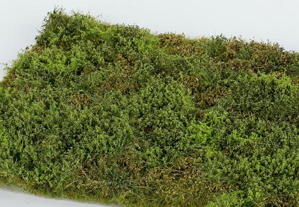 Niedriges Strauchwerk/ Gestrüpp Frühling