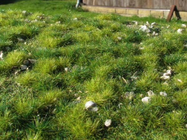 Grasmatte mit Steinen Frühsommer