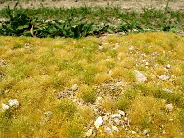 Grasmatte mit Steinen Spätsommer