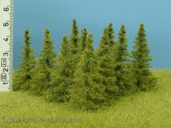 larch 50mm