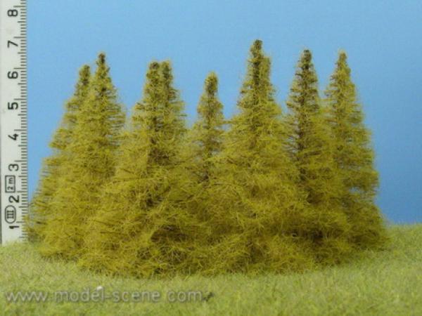 Larch autumn 70mm