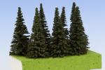 Spruce  70mm