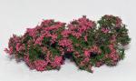 Blühende Sträucher Pink